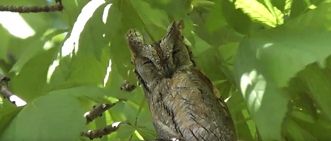 Petit-duc scops